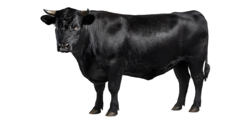 Majestic black bull stands confidently, showcasing its powerful physique and captivating gaze, perfect for agricultural branding and marketing materials.