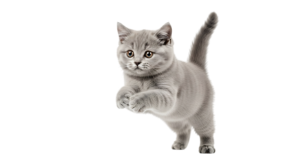 British shorthair kitten jumping isolated on transparent background with tail up