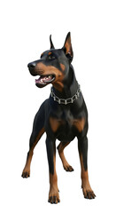 Doberman pinscher standing isolated on transparent background looking to the side