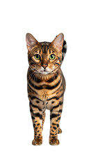 Fototapeta premium Bengal cat standing isolated on transparent background, looking straight at the camera