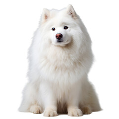 Obraz premium Majestic Samoyed dog with pristine white fur, perfect for pet lovers, veterinary clinics, or heartwarming animal stories, creating a charming and lovable feel