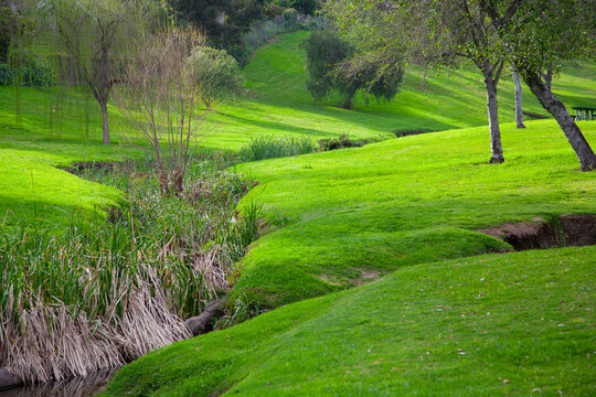 Bright Green Grass and Trees on a Hillside Meadow