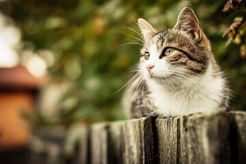 Calm tabby cat resting on a wooden fence in warm autumn daylight