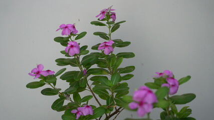 pink flowers on a green background