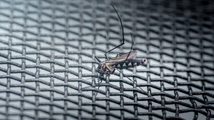 Dead mosquito caught on a mosquito mesh