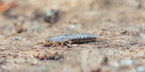 Silverfish insect crawling on dirt and dust