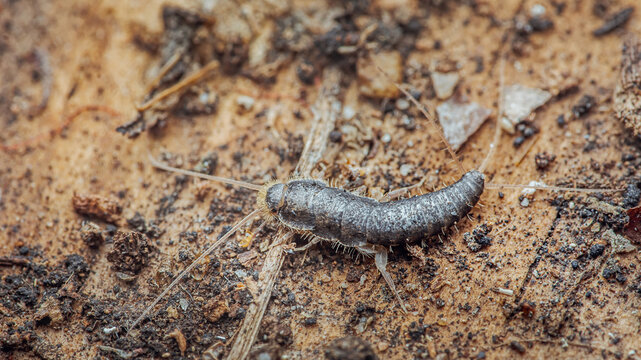 Silverfish walking on wooden surface with dirt particles