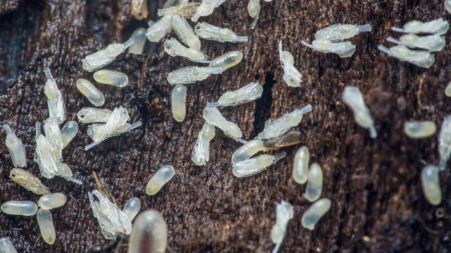 Termite larvae hatching and eggs on decaying wood