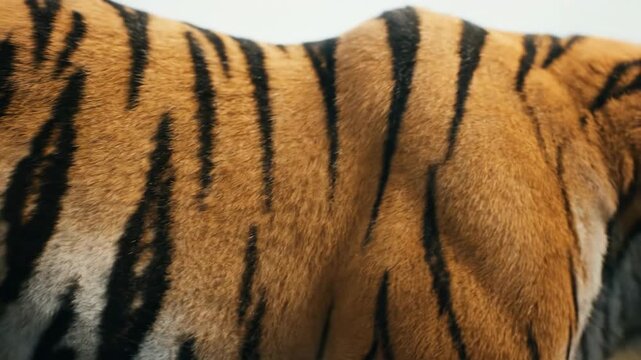 Striking Close-Up of a Tiger Coat with Vibrant Orange and Black Stripes