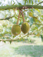 Small durian is growing up on durian tree. King of fruits