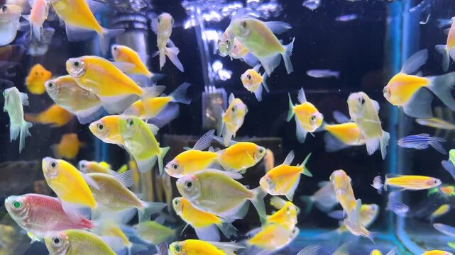 Colorful tropical glofish glowing in with vivid yellow pink tetra fish group swimming in aquarium tank underwater exotic aquatic animals peaceful pets decorative freshwater wildlife hobby iran tehran