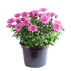 Fototapeta premium A vibrant pink flower arrangement in a black pot on a white background.