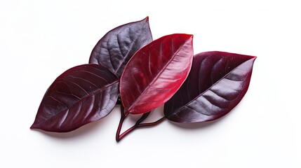 18.High-resolution close-up of deep burgundy Ficus Elastica leaves, isolated on a pure white background, highlighting their glossy texture and rich coloration.