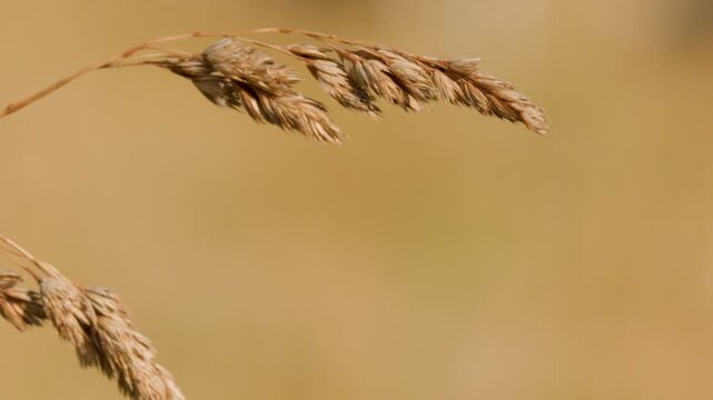 Close-Up of Wild Grass Seed Head Swaying in Meadow