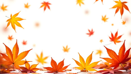 Fototapeta premium Colorful maple leaves against white background, autumn fall concept