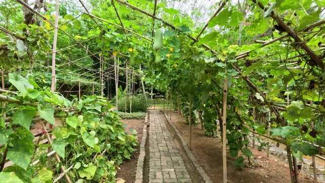 Walking Through a Lush Winter Melon Garden in Phuket