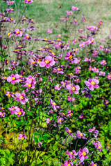 Beautiful Japanese anemone diana flower blooming in the garden.