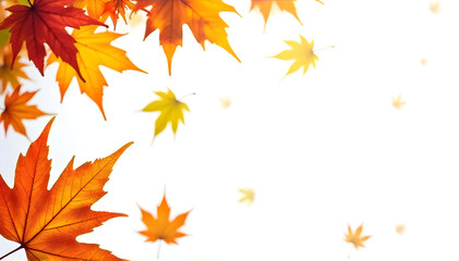 Colorful maple leaves against white background, autumn fall concept