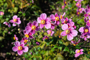 Beautiful Japanese anemone diana flower blooming in the garden.