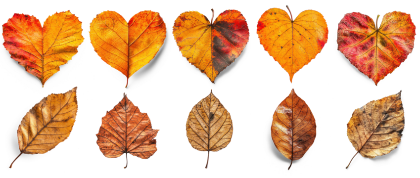 A collection of autumn leaves arranged in a heart shape on a white background.