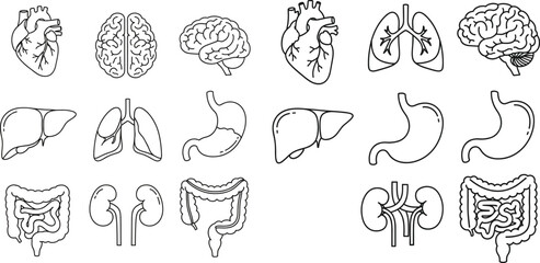 Set of Human Internal Organs Line Art Icons