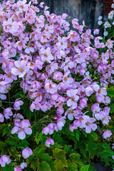 Many beautiful Japanese anemone flowers bloom in the autumn garden.