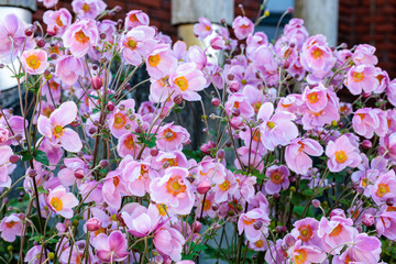 Naklejka premium Beautiful sight of Japanese anemone flowers blooming in an autumn garden.