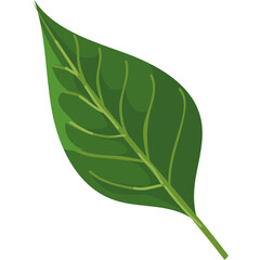 Obraz premium A Single Vibrant Green Leaf with Detailed Veins on a Transparent Background Illustrating Nature Growth and Organic Elements