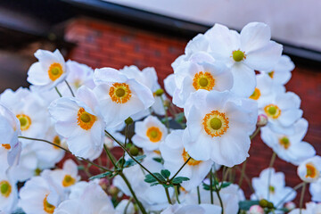 Close-up of beautiful white anemone flowers blooming in the garden.