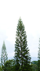 Obraz premium House pine or Norfolk Island pine. Scientific name: Araucaria heterophylla (Salisb.) Franco. Pine against bright sky background. A large tree with a specific shape branched into tiers, tiered shape
