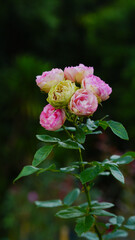 Close-up of a group of pink roses on a blurred background.