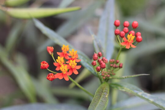 Asclepias curassavica