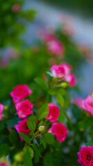 Close-up of a group of pink roses on a blurred background.