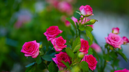 Close-up of a group of pink roses on a blurred background.