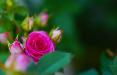 Close-up of a group of pink roses on a blurred background.
