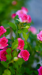 Close-up of a group of pink roses on a blurred background.