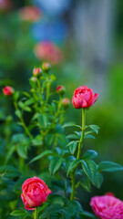 Close-up of a group of pink roses on a blurred background.