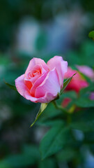 Close-up of a group of pink roses on a blurred background.