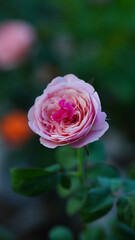 Close-up of one pink rose on a blurred background, perfect for Valentine's Day.