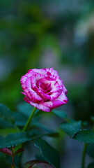 Close-up of one pink rose on a blurred background, perfect for Valentine's Day.