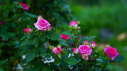 Close-up of a group of pink roses on a blurred background.