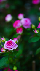 Close-up of a group of pink roses on a blurred background.