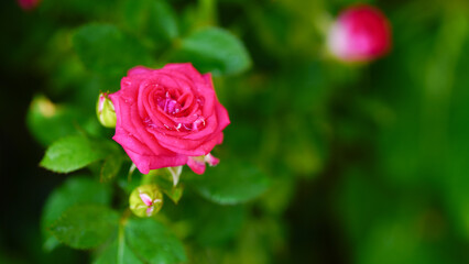 Close-up of a group of pink roses on a blurred background.