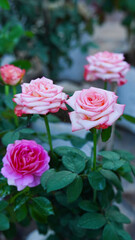 Close-up of a group of pink roses on a blurred background.