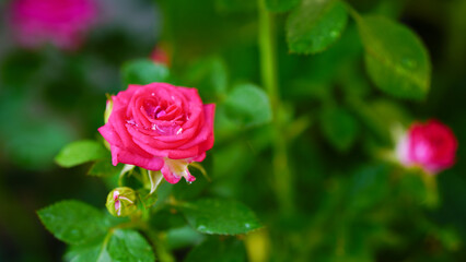 Close-up of two pink roses on a blurred background