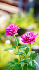 Close-up of two pink roses on a blurred background