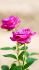 Close-up of two pink roses on a blurred background