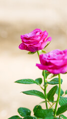 Close-up of two pink roses on a blurred background