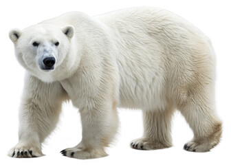 Polar Bear isolated on a transparent background.
