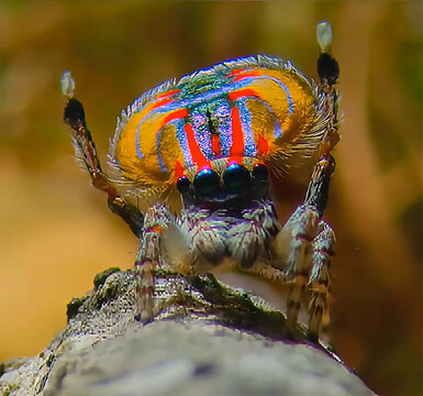 small peacock spider on a leaf